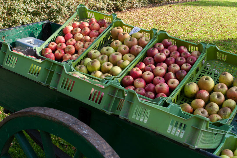 Vijf vragen en antwoorden appelboomgaard